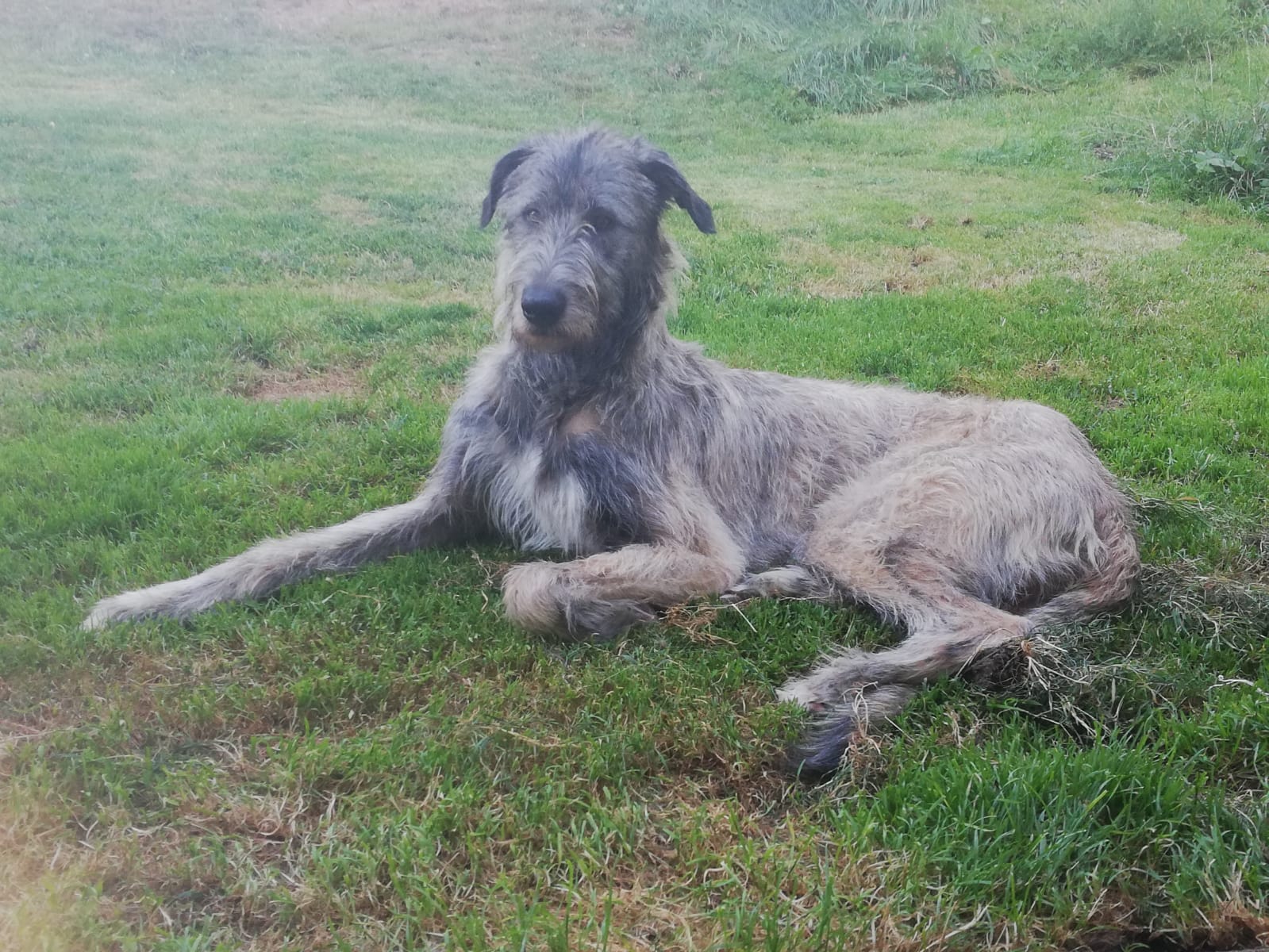 Irischer Wolfshund: Gavin/reserviert